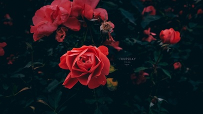 唯美玫瑰鲜花盛开