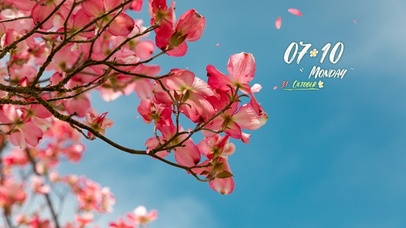 4k高清唯美系列