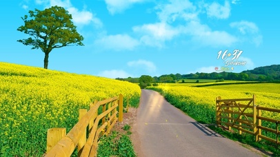 4k蓝天下油菜花