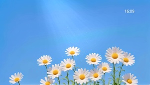 漂亮小雏菊