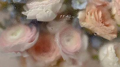 唯美雨滴屏花朵