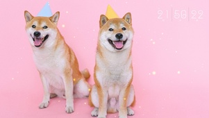 两只狗狗