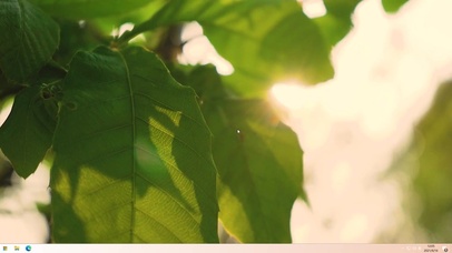 唯美春日微风吹动树叶