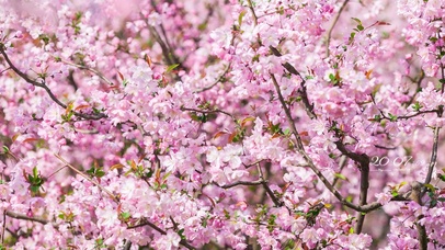 4k 唯美治愈垂丝海棠