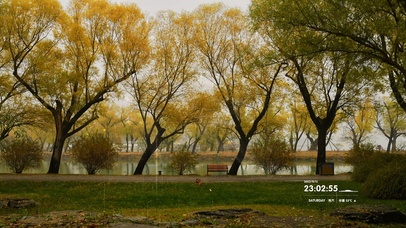 4k 治愈雨天秋林公园