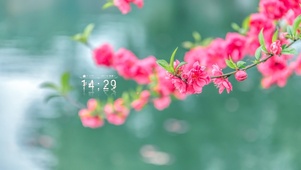 雨天桃花开
