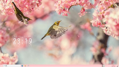 4k樱花中的小鸟