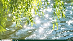 池塘柳树