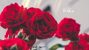 4k治愈玫瑰花