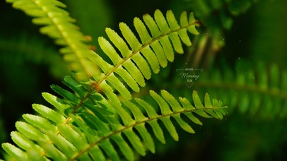 4k唯美护眼绿叶