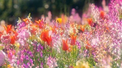 4K唯美治愈小清新鲜花