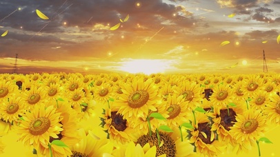 唯美动态向日葵粒子花海