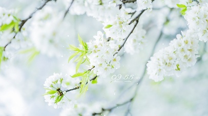 4K唯美春日李花清新淡雅