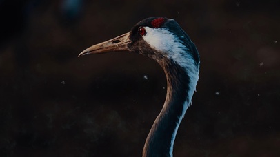 玄学| 瑞鹤驾到 | 好运将至