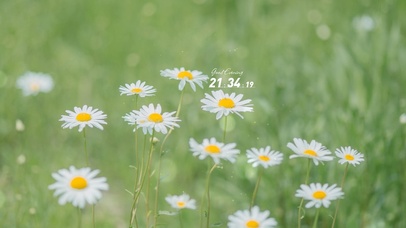 治愈清新护眼小雏菊