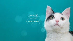 可爱的猫咪