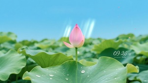 雨中荷花