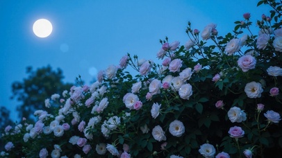 唯美月下蔷薇