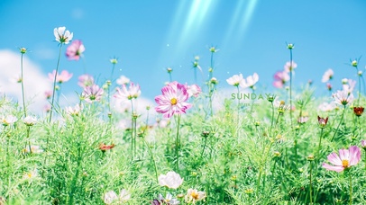 治愈唯美清新花朵