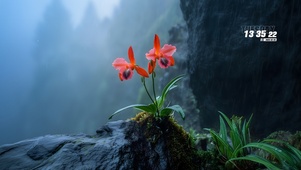 悬崖兰花