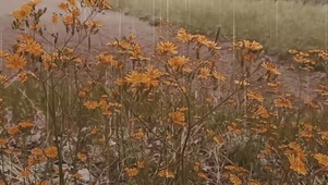 花雨