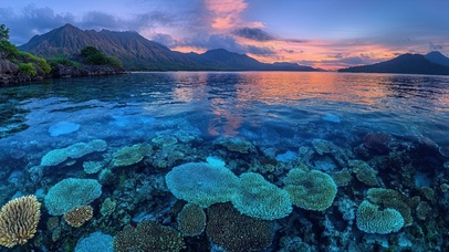 清澈海面珊瑚花园
