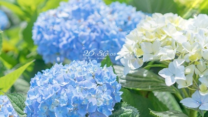 4K唯美治愈清新绣球花