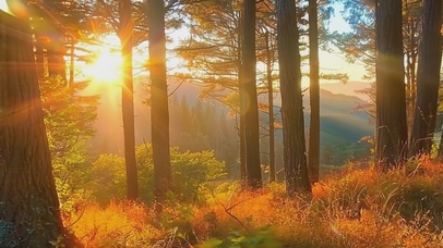 4K秋天阳光照进森林风景