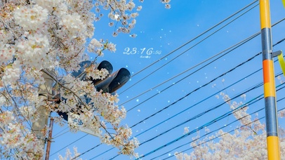 4K唯美治愈蓝天下的樱花