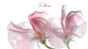 清爽疗愈 露珠 香豌豆花