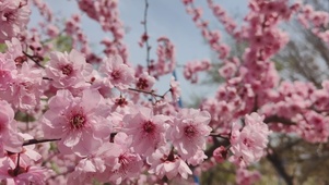 梅花