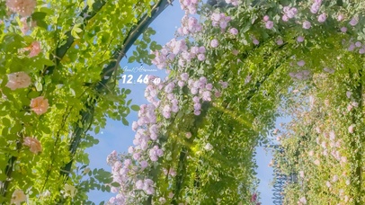 4K唯美治愈阳光下の樱花小径