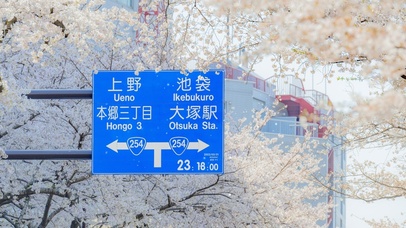 4K唯美治愈日系樱花街道