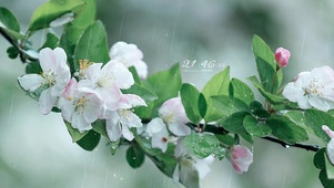 治愈护眼雨天一枝花