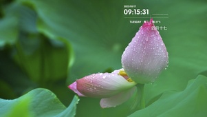 夏日荷花