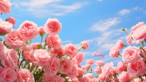玫瑰花海