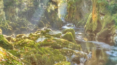 幽静森林（无时间版）