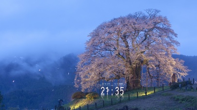 清晨山腰的樱花树