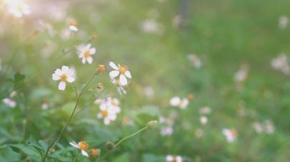 清新小白花