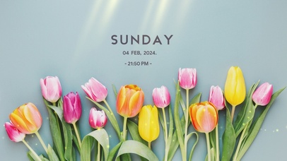 4k简约郁金香桌面