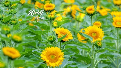 4k高清阳光向日葵风景系列