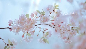 治愈唯樱花飘落