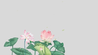 4k高清唯美荷花系列