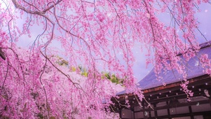 樱花飞舞