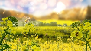 4k 唯美油菜花风景