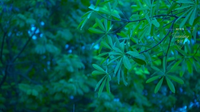 护眼绿叶雨