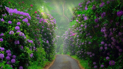 唯美治愈鲜花小路