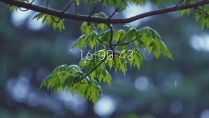 沉浸式听雨