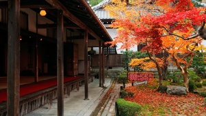 枫树小屋