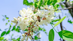 4K 清新治愈槐花盛开